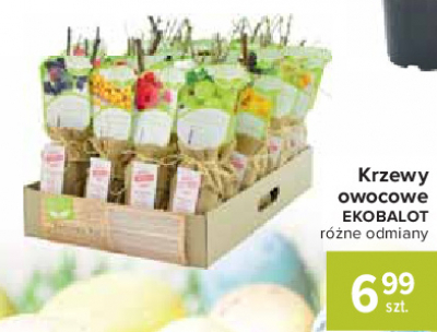 Krzewy owocowe Eko balot promocja