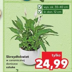 Skrzydłokwiat don. 12 cm promocja