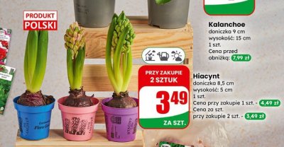 Kalanchoe doniczka 9 cm wysokość: 15 cm promocja w Dino