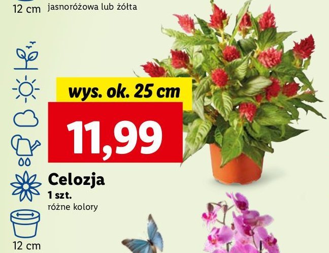 Celozja promocja