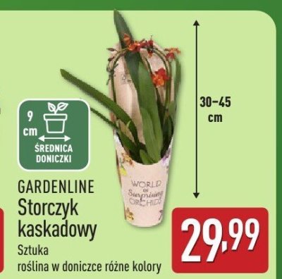 GARDENLINE Storczyk kaskadowy promocja w Aldi