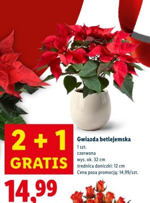 Gwiazda betlejemska promocja w Lidl