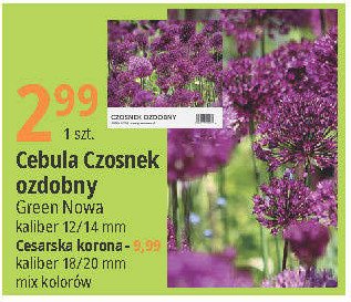 Cesarka korona 18/20 mm Green nowa promocja