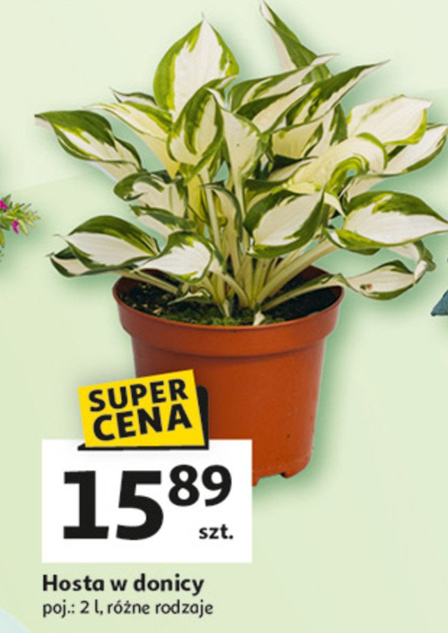 Hosta w donicy 2 l promocja