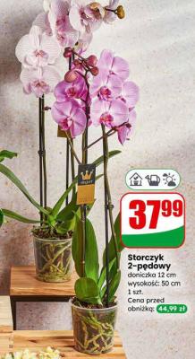 Storczyk 2-pędowy doniczka 12 cm promocja w Dino