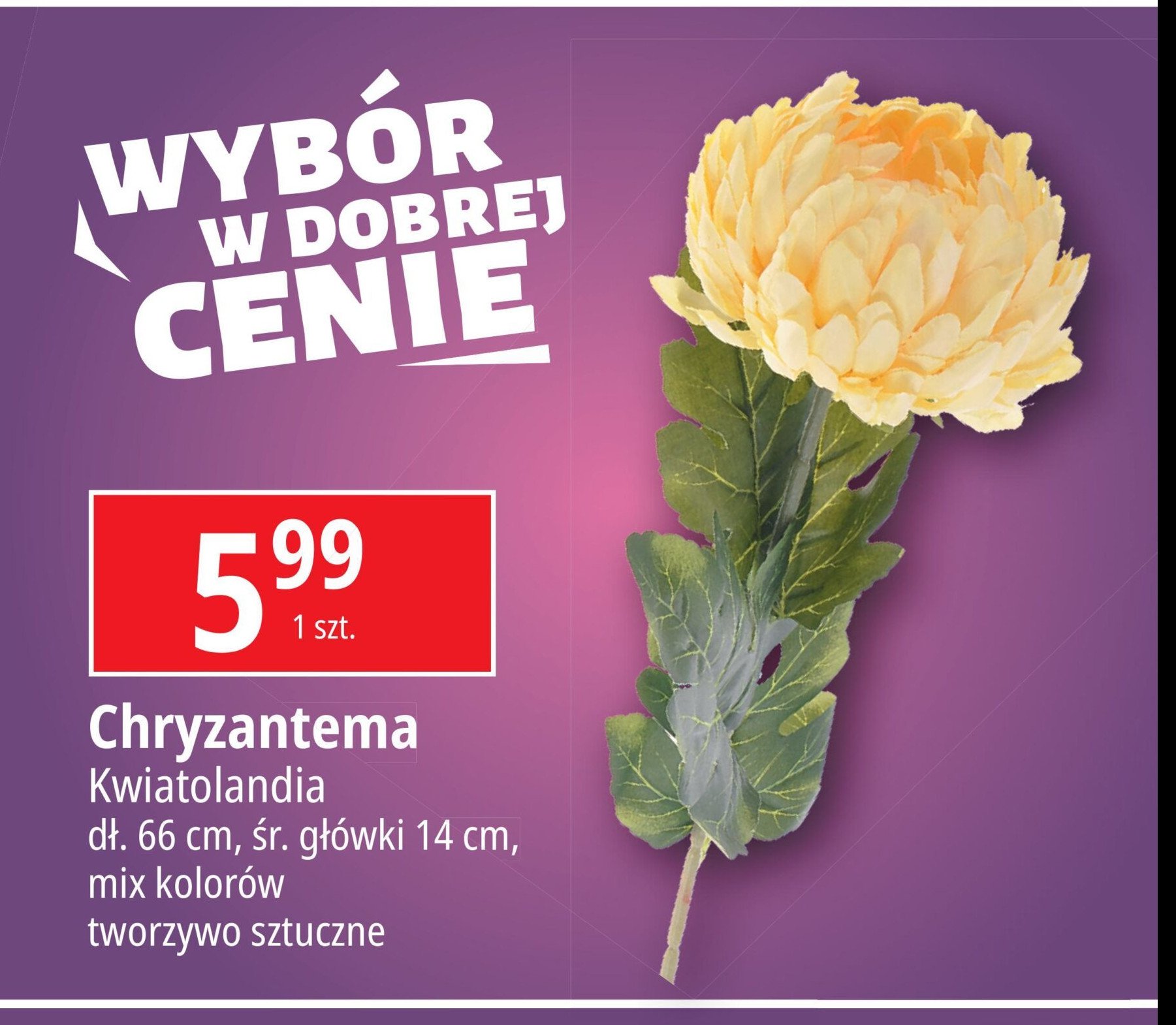 Chryzantema 66 cm Kwiatolandia promocja