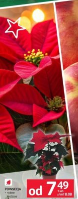 Poinsecja promocja w Selgros