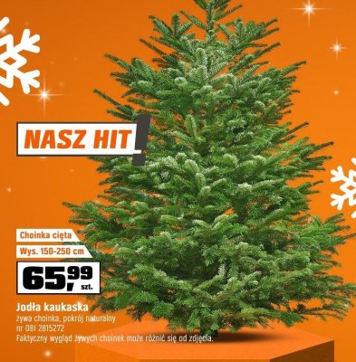 Choinka cięta jodła kaukaska żywa choinka, jakości naturalny promocja w OBI