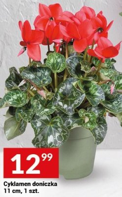 Cyklamen doniczka 11 cm, 1 szt. promocja w Twój Market
