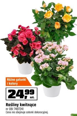 Roślina kwitnąca promocja w OBI