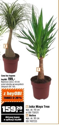 Roślina Juka Maya Tree promocja w OBI