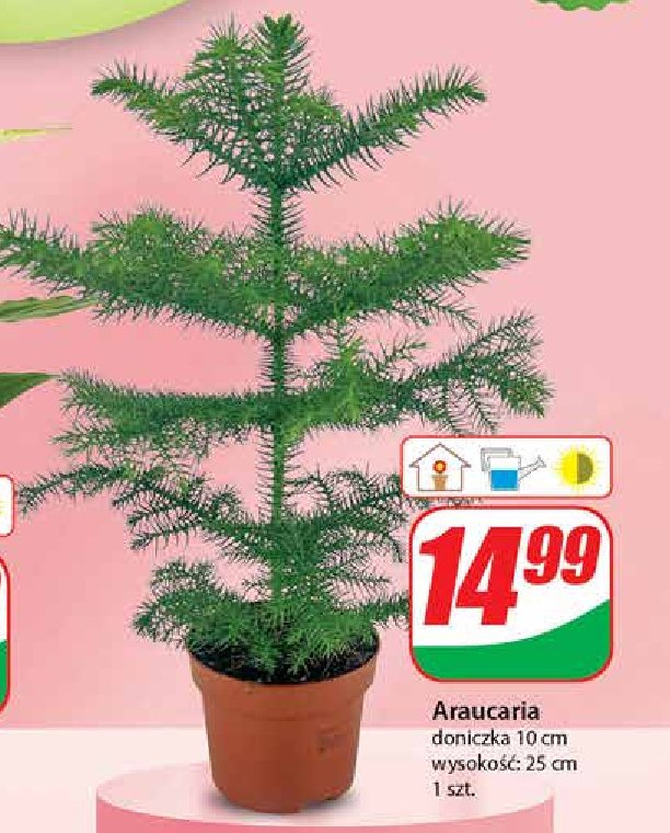 Araucaria don. 24 cm promocja