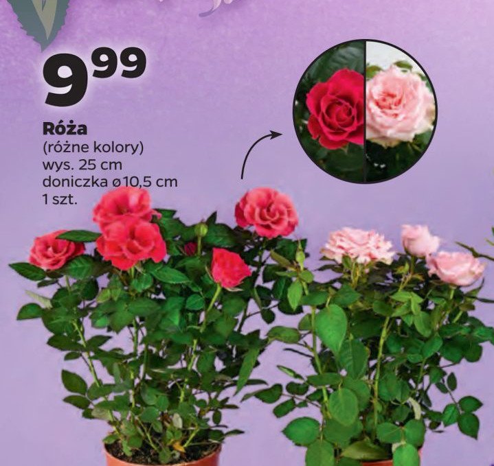 Róża 10.5 cm promocja