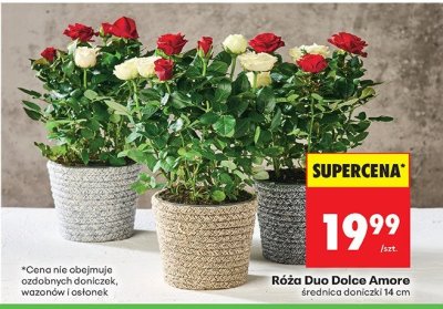 Od poniedziałku, Z ladą tradycyjną, strona 18 promocja w Biedronka