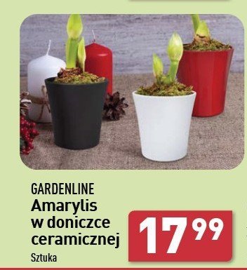 Amarylis GARDEN LINE promocja