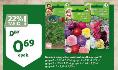 Aster chiński gr. pp W. legutko promocja