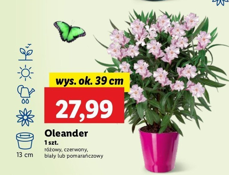 Oleander bia艂y 39 cm promocja