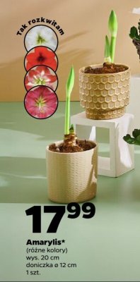 Amarylis (różne kolory) promocja w Netto