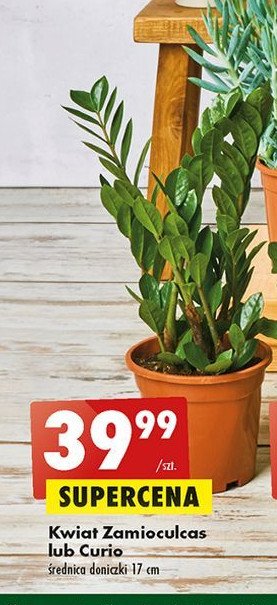 Kwiat zamioculcas promocja