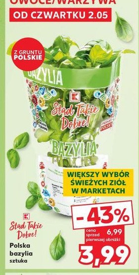 Bazylia xl K-classic st膮d takie dobre! promocja