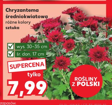 Chryzantema średniokwiatowa promocja