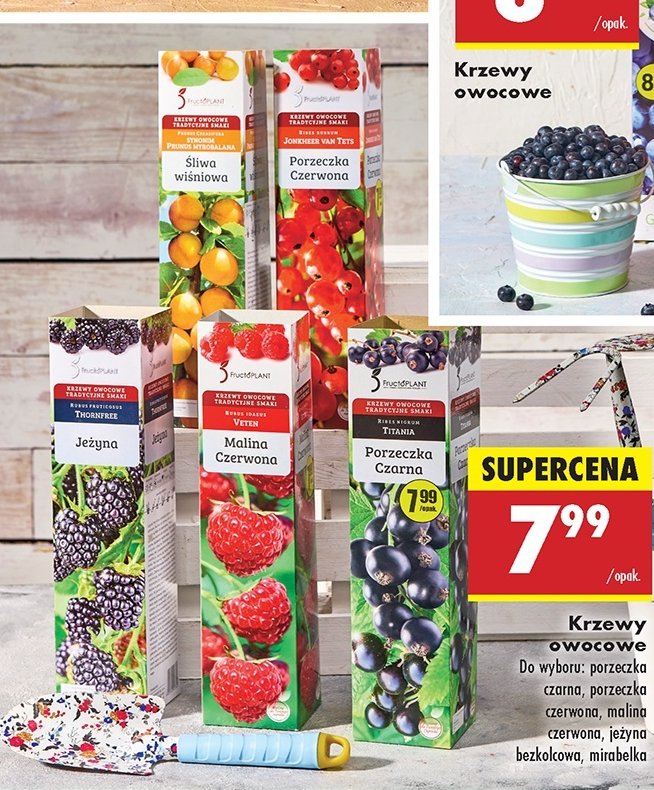 Porzeczka czerwona FRUCTOPLANT promocja