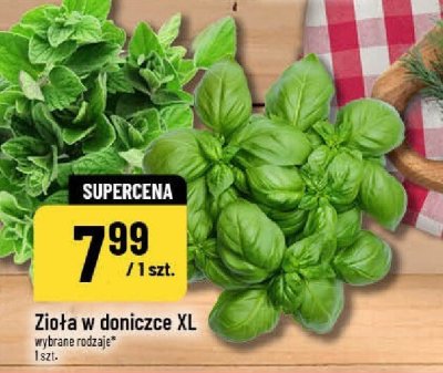 Zioła w doniczce XL promocja w POLOmarket