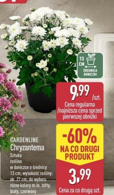Chryzantema Gardenline  promocja w Aldi