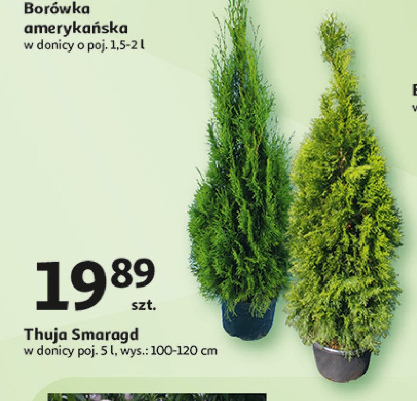 Thuja smaragd 100-120 cm promocja