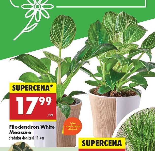 Filodendron white measure don. 11 cm promocja