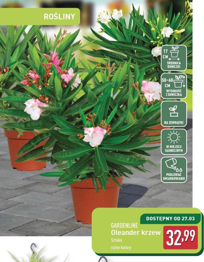 Oleander GARDEN LINE promocja w Aldi