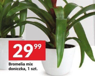 Bromelia mix doniczka, 1 szt. promocja w Twój Market