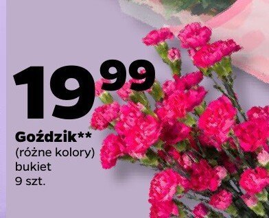 Goździk, bukiet 9 szt., różne kolory promocja w Netto