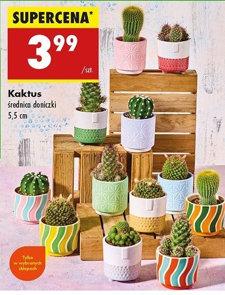 Kaktus kwitn膮cy don. 5.5 cm promocja