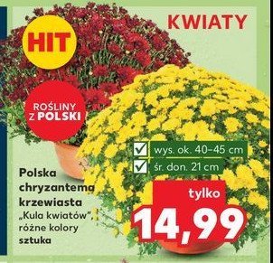 Chryzantema krzewiasta kula 21 cm promocja w Kaufland