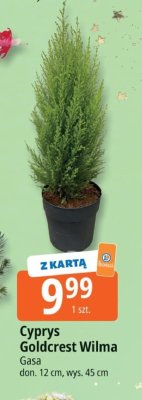 Cyprys Goldcrest Wilma Gasa promocja w Leclerc
