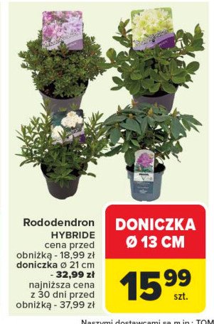 Rododendron w donicy 21 cm promocja