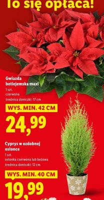 Cyprys w ozdobnej osłonce promocja w Lidl