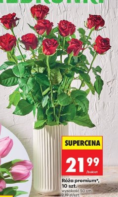 Róża premium, 10 szt. promocja w Biedronka