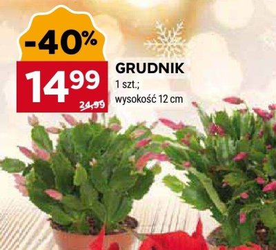 Grudnik, wysokość 12 cm promocja w Stokrotka