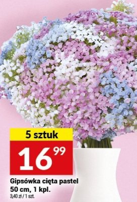 Gipsówka cięta pastel 50 cm, 1 kpl. promocja w Twój Market