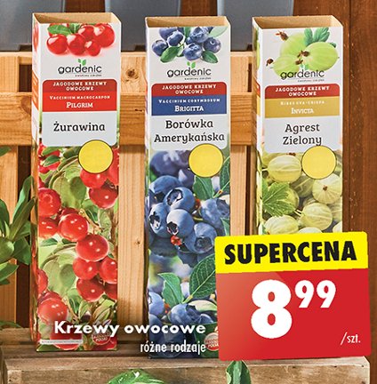 Krzew owocowy bor贸wka ameryka艅ska Gardenic promocja