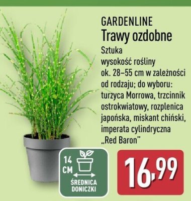 Trawa ozdobna GARDENLINE (turzyca Morrowa/trzcinnik ostrokwiatowy/rozplenica japońska/miskant chiński/imperata cylindryczna Red Baron) promocja w Aldi