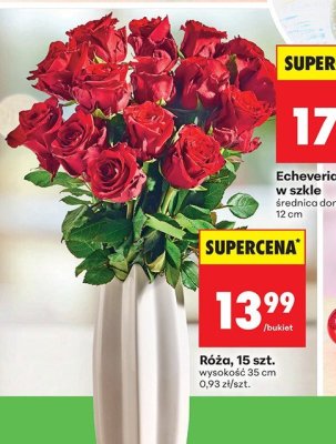 Róża, 15 szt., wysokość 35 cm promocja w Biedronka