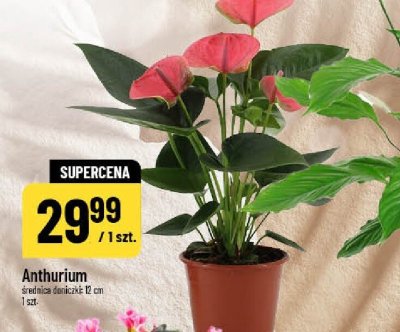 Anthurium roślina doniczkowa promocja w POLOmarket