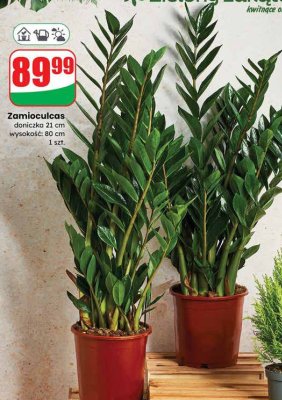 Zamioculcas 21cm  promocja w Dino