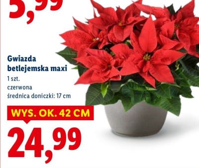 Gwiazda betlejemska maxi czerwona promocja w Lidl