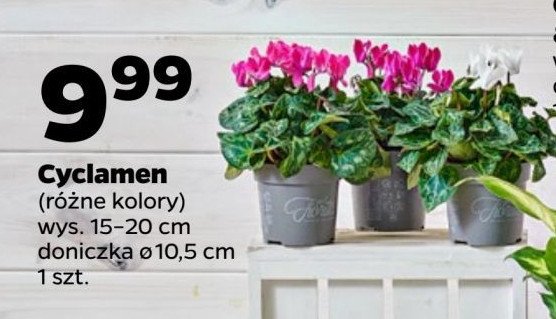 Cyclamen 10.5 cm promocja