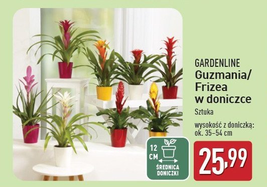 Frizea GARDEN LINE promocja w Aldi