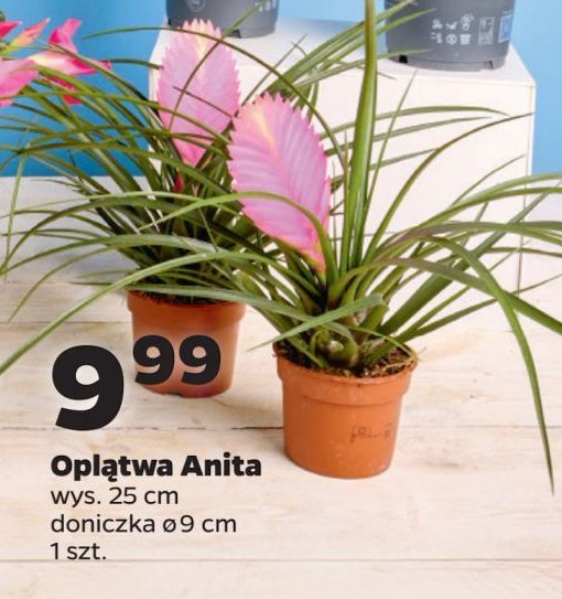 Oplątwa 9 cm promocja